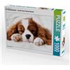 CALVENDO Puzzle Un motivo tratto dal calendario Il calendario dei cuccioli - Cavalier King Charles Spaniel | 1000 pezzi Dimensioni da assemblare 64x48 cm Puzzle fotografico per momenti di gioia