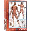 Empireposter puzzle da 1000 pezzi - Puzzle - Anatomia - La muscolatura umana + Cornice in alluminio per puzzle da 1000 pezzi