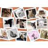 Grafika Puzzle Gatti - Collage di animali 2000 pezzi