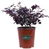 eGarden.store Pianta di Loropetalum Chinense Black Pearl pianta da esterno pianta da giardino cespuglio di Loropetalum pianta ornamentale di Loropetalum Black Pearl pianta vera venduta da eGarden.store (Vaso 17 cm)