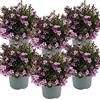 Bloomique - Set di 6 - Campanula Ambella Pink - Campanula - Pianta Coprisuolo - Pianta da Giardino - Resistente al Freddo - Adatta agli Animali - Alte 10-20 cm - Vaso 10,5 cm
