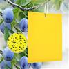 Panngu Trappole Appiccicose 20 Pezzi 15cm x 20cm MoscheTrappola Trappola per Insetti per Mosca Bianca, Mosca della Frutta, Afidi, Minatori Fogliari Catchers Dual-Side trappole (Fascette Incluse)