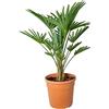 Bloomique - Trachycarpus Wagnerianus - Palma del Vento - Palma da Giardino - Resistente al Freddo - Alta 60-80 cm - Vaso 21 cm
