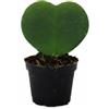MODIPITRE Pianta Cuore Hoya kerrii su vaso cm 6