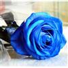 Generic Bluelover 50 Pezzi Blu Rose Semi FAI da Te Casa Giardino Dec