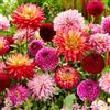 DUTCH BULBS EXCLUSIVE PLANTS FROM HOLLAN Bulbi Fiori Perenni da Esterno - 10 Bulbi Dalia Super Collezione - Mix di Giganti - Vere Grandi Piante di Dalia dall'Olanda - per giardino e vaso (non semi, non artificiali, resistenti al freddo)