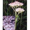 HERBOPLANET Srl TSA ACHILLEA MILLEFOGLIE 50ML