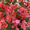 Generico Bouganvillea Scarlet O'Hara v 17 80 cm con canna in fiore