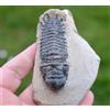 Trilobite - Crotalocephalina (Crotalocephalus) Gibbus - Devoniano - Marocco