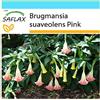 SAFLAX - Confezione regalo - Trombone d'angelo rosa - 10 semi - Brugmansia suaveolens Pink