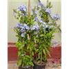 Generico Pianta Plumbago blu Vaso 18 cm H. 50 cm