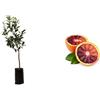 Generico Pianta di Arancio Tarocco Rosso Sanguinello 160 cm vaso 18 2 anni Vivaio Annese