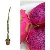 Generico Pitaya da frutto 110 cm, pianta grassa fruttifera autofertile