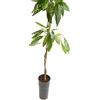 Generico Avocado innestato Hass autofertile 120 cm 2 anni e mezzo