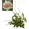 POWERS TO FLOWERS - HOYA MACROPHYLLA VARIEGATA, pianta vera