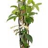 Vivai Frediani. Gelsomino Rampicante. Categoria Piante Vere da Esterno. Gelsomino Pianta Rincospermum Detto anche Falso Gelsomino. 150 cm Vaso 18 kG 3