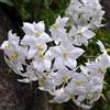 le Georgiche Solanum jasminoides (Gelsomino di Notte) [Vaso Ø14cm]