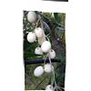 Generico Ulivo Leucocarpa bianco pianta rara 140 cm olive bianche