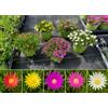 POWERS TO FLOWERS - DELOSPERMA 5 COLORI, MESEMBRIANTEMO RIFIORENTE, 5 PIANTE IN VASO 14 cm DIAMETRO, piante vere