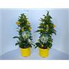Generico Limequat Agrumi di Sicilia piramidali frutto raro 80 cm vaso 20