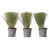 Plant in a Box - Stipa - Set di 3 - 'Pony Tail' - Erba ornamentale - Vaso 9cm - Altezza 20-30cm