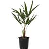 Plant in a Box - Trachycarpus Fortunei - Palma asiatica - palma Resistente - Palma a ventaglio - Vaso 21cm - Altezza 35-45cm