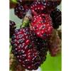 Generico Gelso albero da frutta di 3 anni 170 cm vaso 22 foto reale Vivaio Annese (rosso)