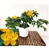 POWERS TO FLOWERS - ACACIA, CASSIA, SENNA, VASO 17 CM DIAMETRO, piante vere