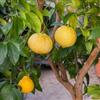 Generico pianta LIMONE BERGAMOTTO 3 anni varietà antica 160 cm Vivaio Annese