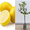 Generico Lemox limone senza semi 2,5 anni fitocella 160 cm Vivaio Annese certificate