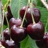 Generico CILIEGIO DURONE di VIGNOLA III Albero da FRUTTO Matura A Giugno media pezzatura Vivaio Annese