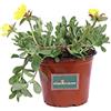 eGarden.store Pianta di Portulaca pianta da esterno pianta da fiore pianta succulenta pianta di Portulaca ornamentale pianta vera venduta da eGarden.store (Portulaca Umbraticola Gialla)
