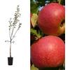 Generico Melo annurca rossa albero da frutta innestato 160 cm