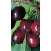 Generico Pianta di Ciliegio Dolce Durone Nero II in Vaso da 20 cm