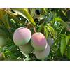 Generico Mango da frutto Albero tropicale 120 cm 2 anni vaso 17