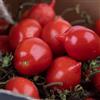 Generico 50 semi pomodoro PIENNOLO DEL VESUVIO Solanum lycopersicum - SEMI FRESCHI -