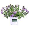 eGarden.store Pianta di Scaevola o Scevola pianta ornamentale da esterno pianta vera forita vari colori tappezzante venduta da eGarden.store (Lilla)