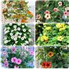 Generic Susanne dagli occhi neri semi di da da giardino, viti, decorazioni giungla sospese interno rialzata, decorazione autunnale, 500semi