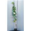 SAVINI VIVAI L'ARTE DI FARE NATURA SAVINI VIVAI Pianta di Uva Fragola Bianca Piante da Frutto Albero di Vite in Vaso 15x15 cm 1 Anno Altezza 50 cm Made in Italy