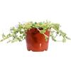 eGarden.store Pianta di Portulaca diverse varietà pianta succulenta ornamentale da esterno fiori vari colori pianta vera venduta da eGarden.store (Portulaca Umbraticola Bianca)