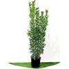 Garden Vivai Frediani Alloro, Pianta Vera Sempreverde della Famiglia delle Piante Aromatiche. per Siepi e Anche Come Piante Ornamentali. Vaso 28