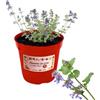 P. Piantine da Orto | Erba Pepe, Pianta in Vaso Diametro 14 cm, Pianta Pronta per il Trapianto, Pianta Vera da Esterno, Piantina Aromatica per Balcone o Terrazzo, Vivaio Italiano
