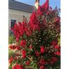 Generico Lagerstroemia indica rossa Dynamite pianta in vaso ø17