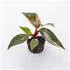 le Georgiche Vivai le Georgiche - Pianta vera di Philodendron Pink Princess Baby Plant Filodendro - vaso Ø 6 cm - altezza alla vendita 10-15 cm