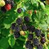 le Georgiche Vivai le Georgiche - Pianta vera di Mora Navaho - Tardiva Senza Spine Rubus fruticosus 'Navaho' Rovo - vaso Ø 18 cm - altezza alla vendita 80-100 cm