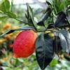 Generico Limone rosso agrumi di Sicilia 110 cm 2 anni Vivaio Annese