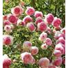 Marlin Blue Rose Pierre de Ronsard 1 vaso 19cm scegliere il colore. FORTE RESISTENTE, alta 120mt rosetto perfetto MADE IN ITALY, curate e senza pidocchi, TERRE DI ROMAGNA, dove le piante sono piu belle!! (ROSA)