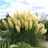 le Georgiche Cortaderia selloana "Pumila" (Erba della Pampas) [Vaso Ø19cm]