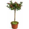 Generico Azalea da Esterno ad Alberello in Vaso 20 | Pianta Acidofila Sempreverde Alta 100-110 cm | Fioritura Primaverile | Prodotta in Italia (Thea)