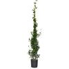 Generico PIANTA DI RINCOSPERMUM FALSO GELSOMINO FIORE BIANCO RAMPICANTE VASO 22 H 210 CM Vivaio Annese